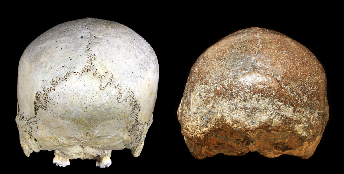 Skull comparison image accompanying Popular Science’s report on fossil evidence for ancient infant helplessness - popsci.com