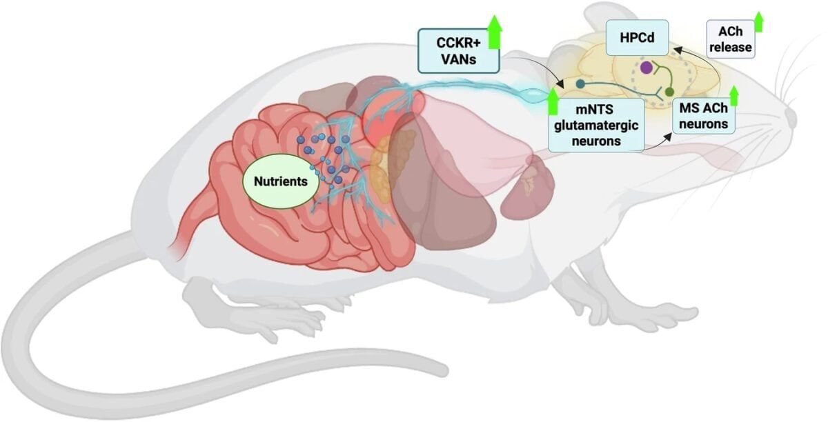 Study-related illustration from ScienceAlert’s coverage of vagus-nerve signaling and memory formation. - sciencealert.com