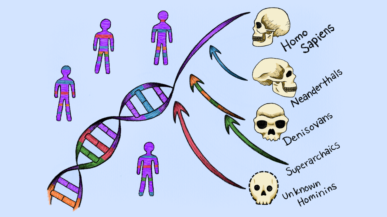 Researchers used a new method to uncover hidden DNA contributions from extinct human groups in modern genomes. - livescience.com