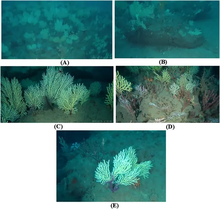 Researchers sighted patches of fern-like corals associated with fish and other marine life off Benin. - Gérard Zinzindohoué/Frontiers in Marine Science