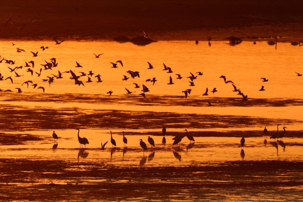 Birds pictured in connection with a PBS segment on declining bird populations. - pbs.org
