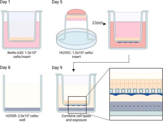 Study graphic related to placental micro- and nanoplastic research - sciencealert.com