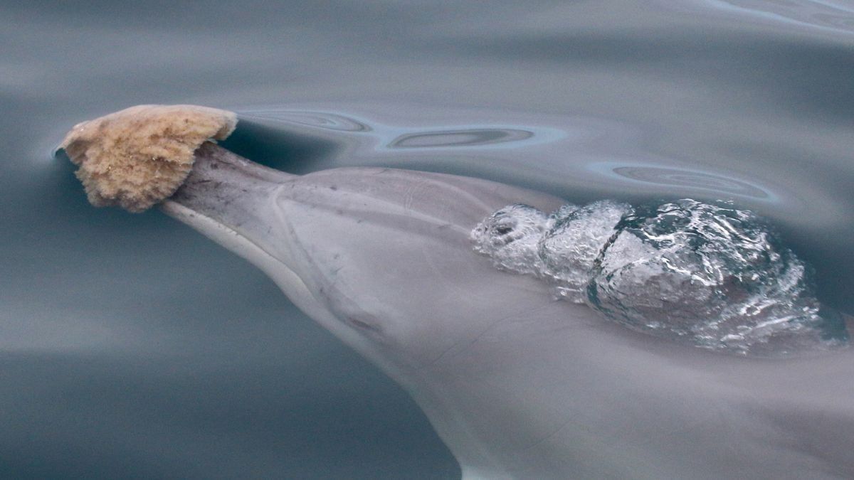 A Shark Bay dolphin using a sponge as a foraging tool. - Stephanie King/University of Bristol