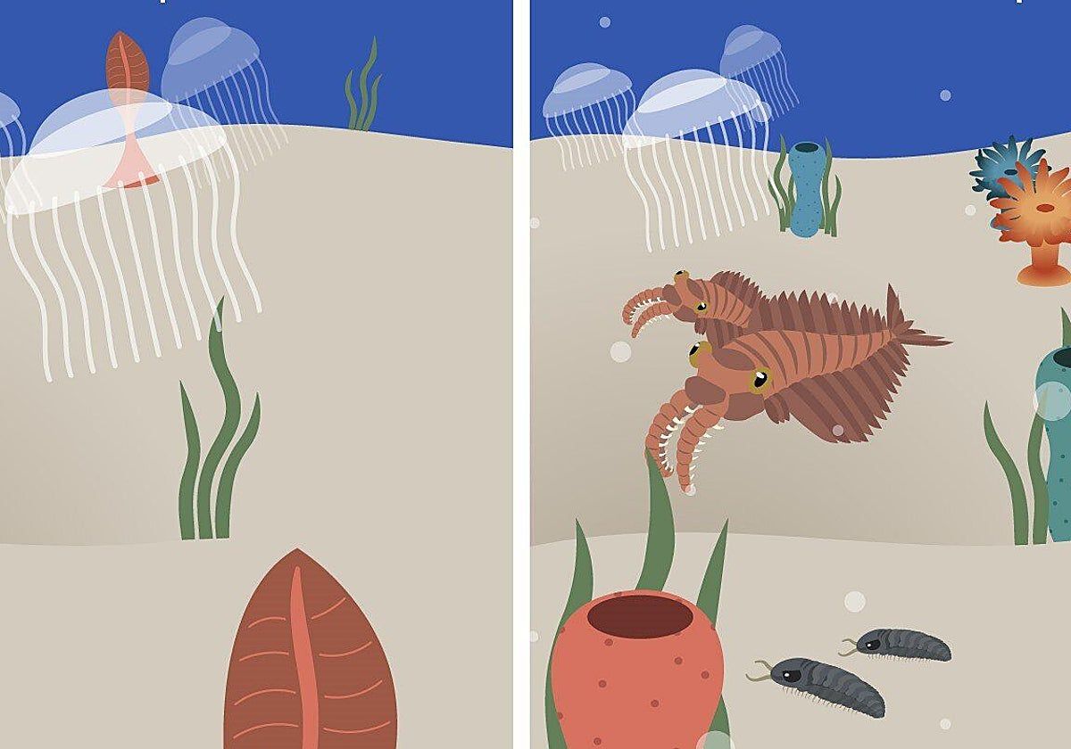 Illustration comparing life before the Cambrian explosion with later diversification linked in the study to a “fecal revolution.” - abc.es