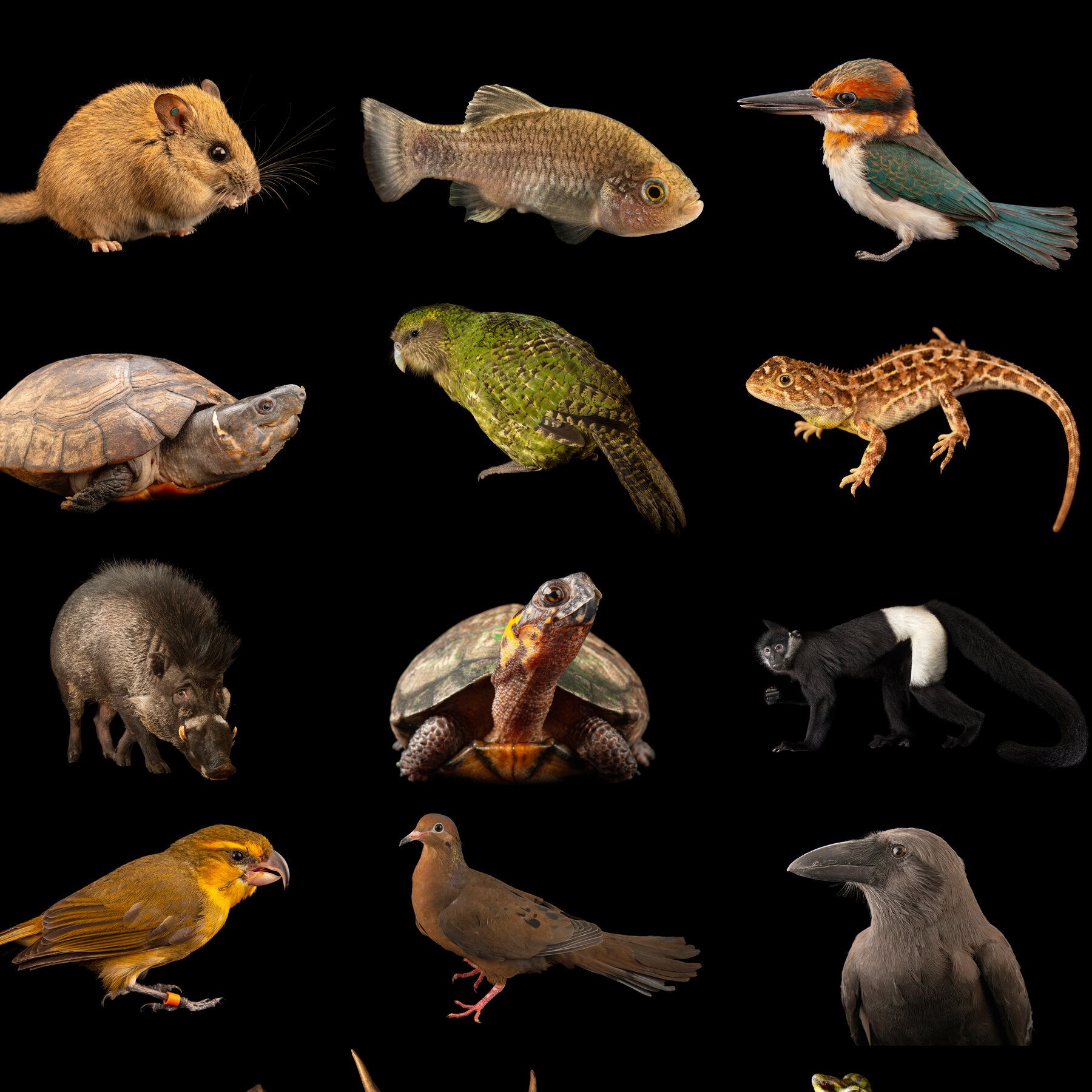 Some of the imperiled animals included in the Phoenix Species Project. - The New York Times
