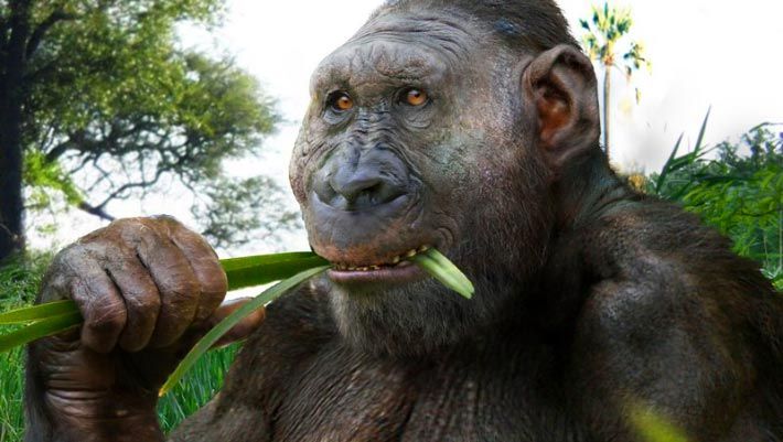 Paranthropus boisei, an extinct hominin used to illustrate research on diet and brain evolution. - Roman Yevseyev