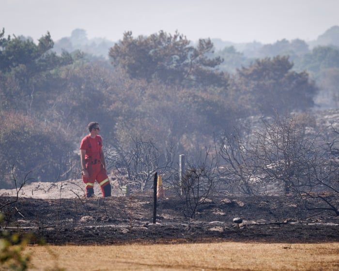 Scorched heathland after the Dunwich Heath wildfire in Suffolk. - The Guardian