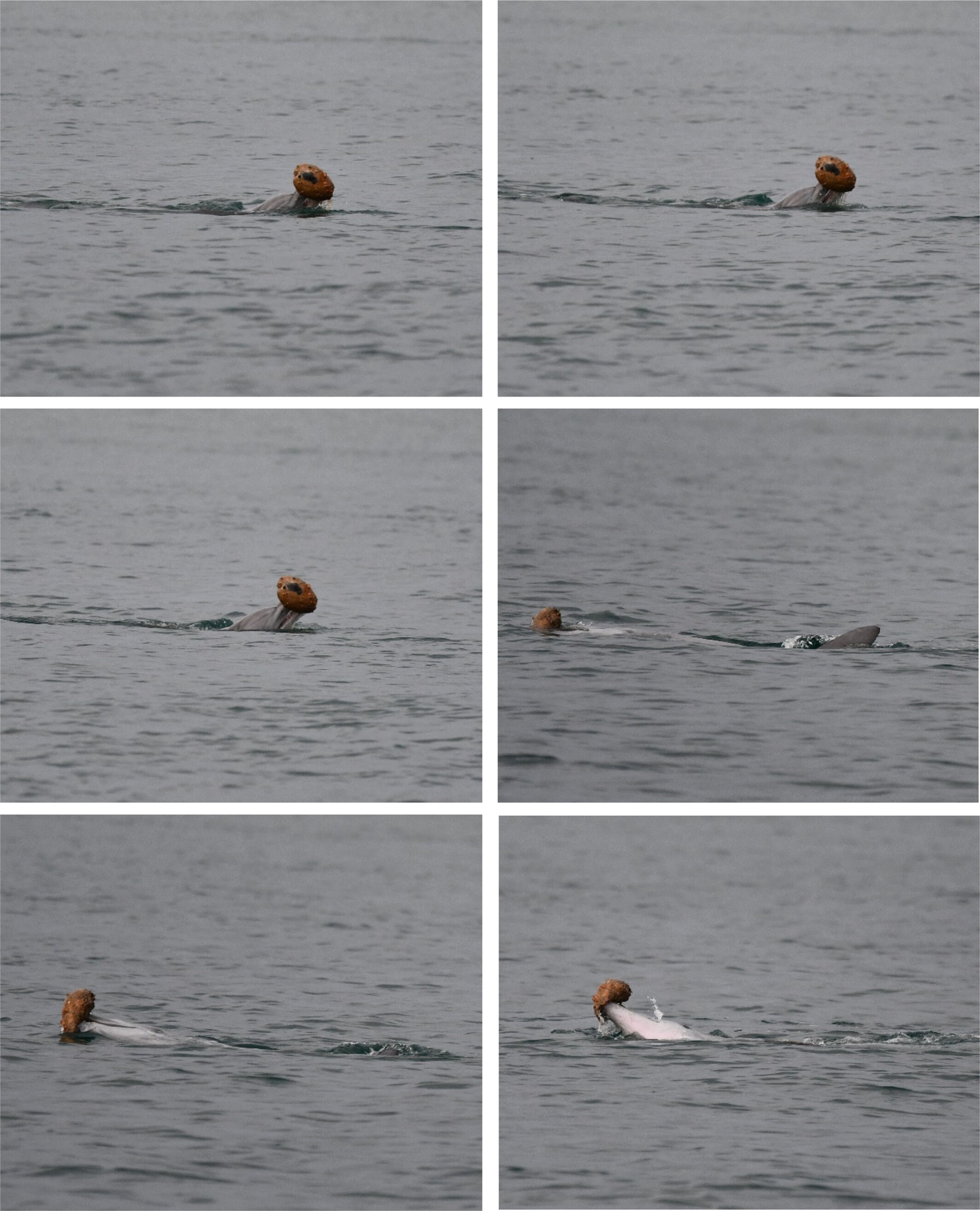 A dolphin shelling event from the Hervey Bay study. - Levengood et al.