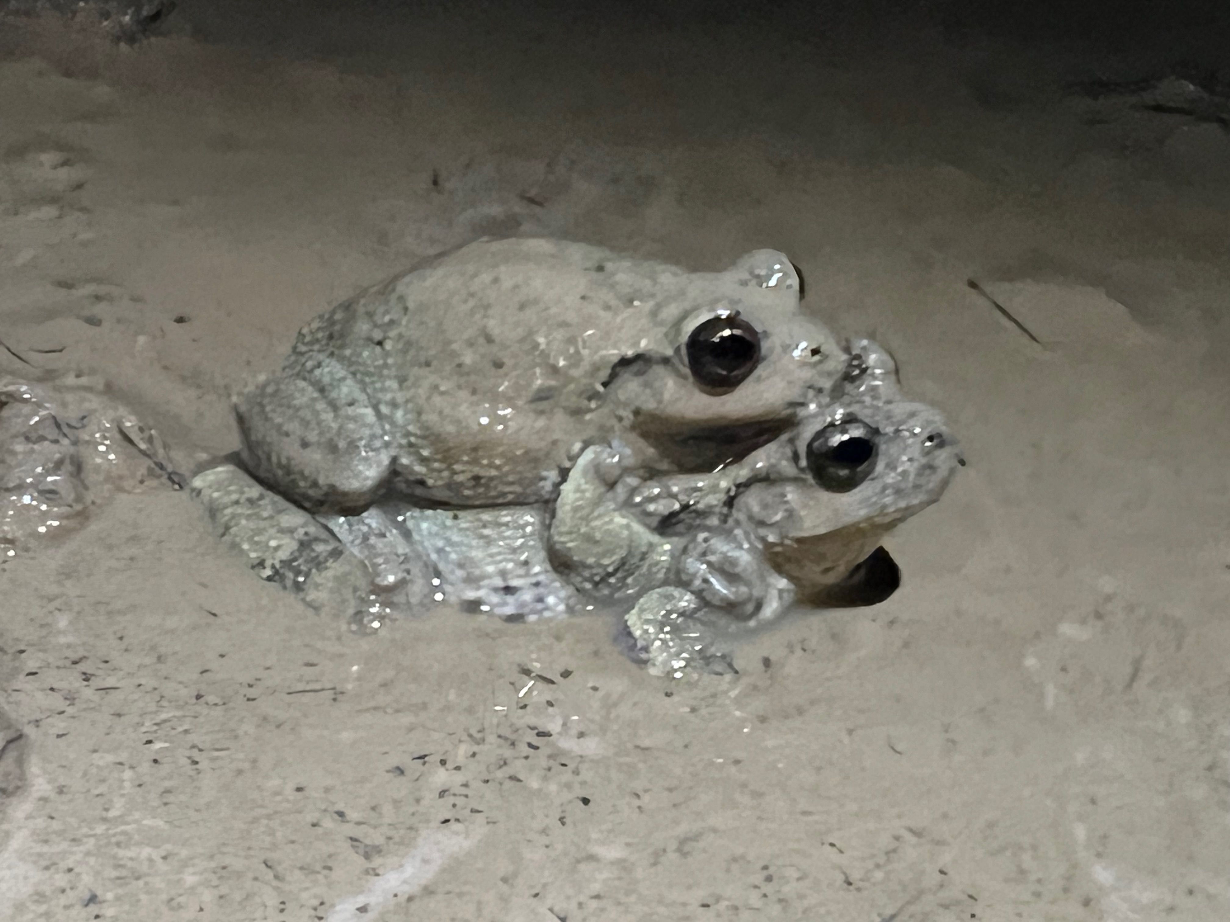 Treefrogs in mud during mating behavior - Jessie Tanner