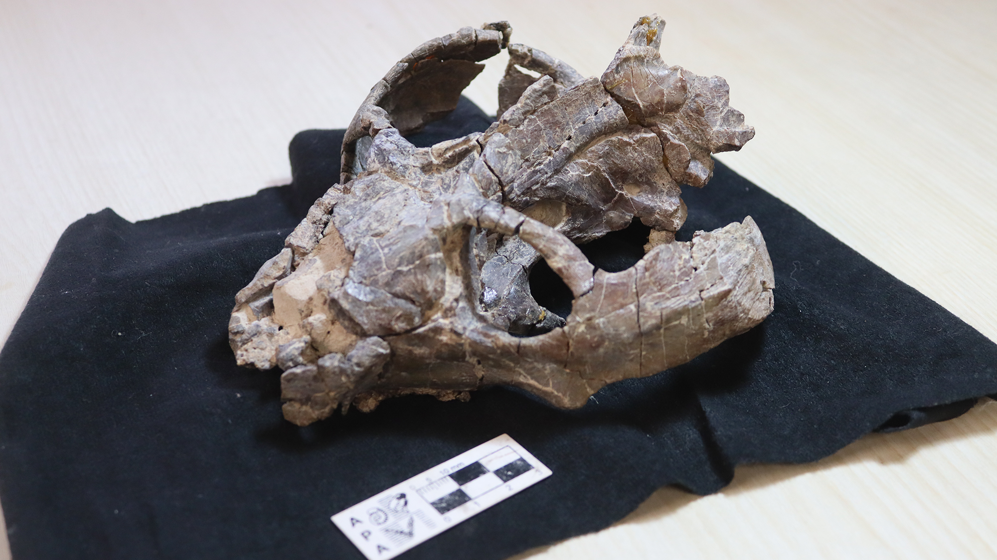Reconstruction of Chiniquodon theotonicus individuals, including a pregnant female and a female with large young. - María de los Ángeles Miceli Baro