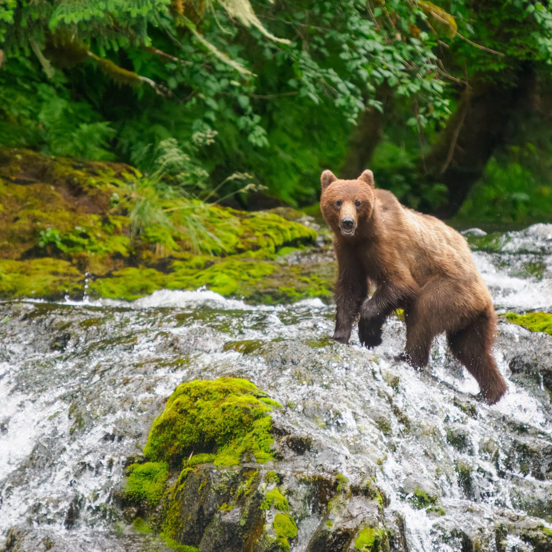 A bear in the Tongass National Forest of southeast Alaska. Roadless areas make up about 30 percent of all national forest land and are home to more than half of imperiled wildlife, including grizzly bears, wolves, elk, salmon and wolverines. - nytimes.com