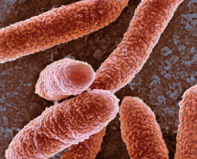 Molecular illustration of the crowded interior and cell envelope of Escherichia coli. - David S. Goodsell, The Scripps Research Institute