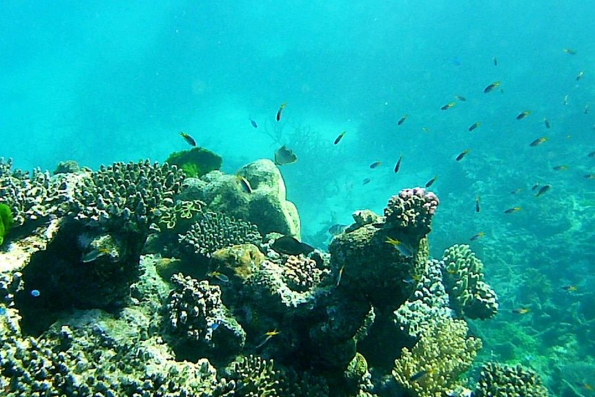 Ocean temperatures have reached a record high. - ABC News: Kerrin Binnie