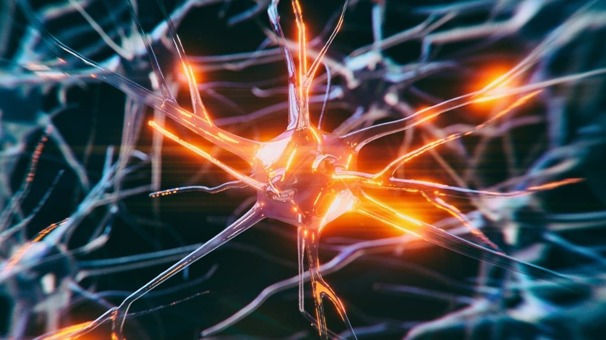 Neurons in a network, illustrating brain-cell connections relevant to the Alzheimer’s mouse study. - sciencealert.com