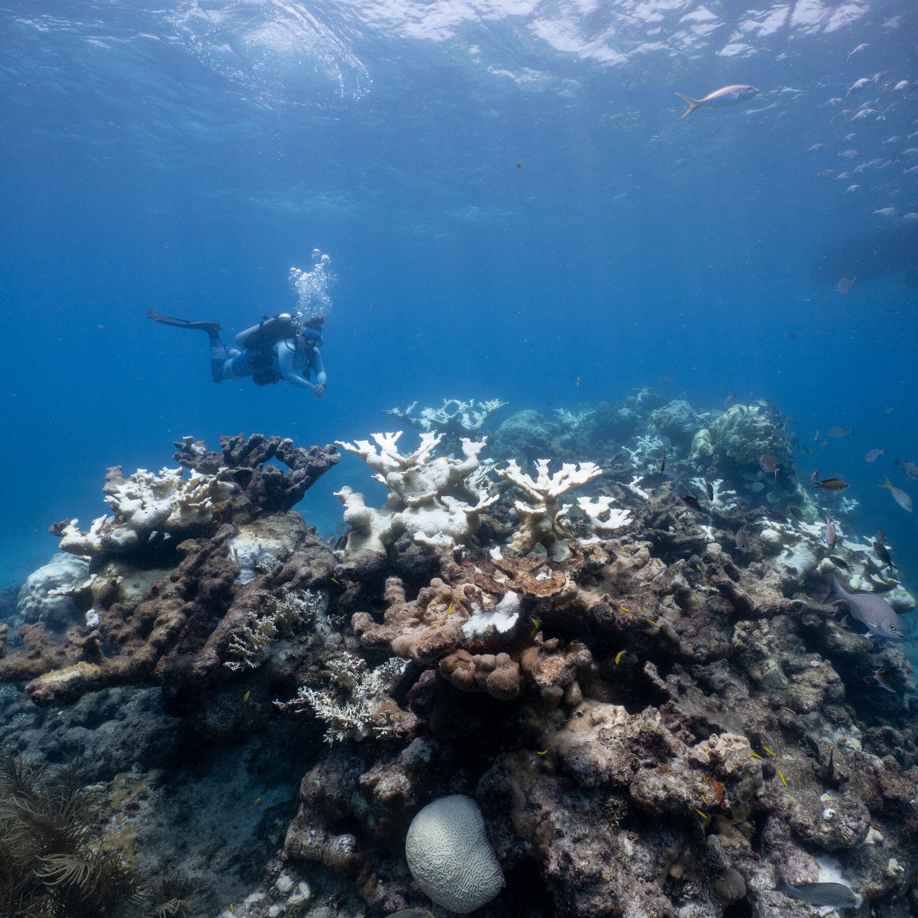 Bleaching corals at Looe Key Reef off Florida in 2023. - nytimes.com
