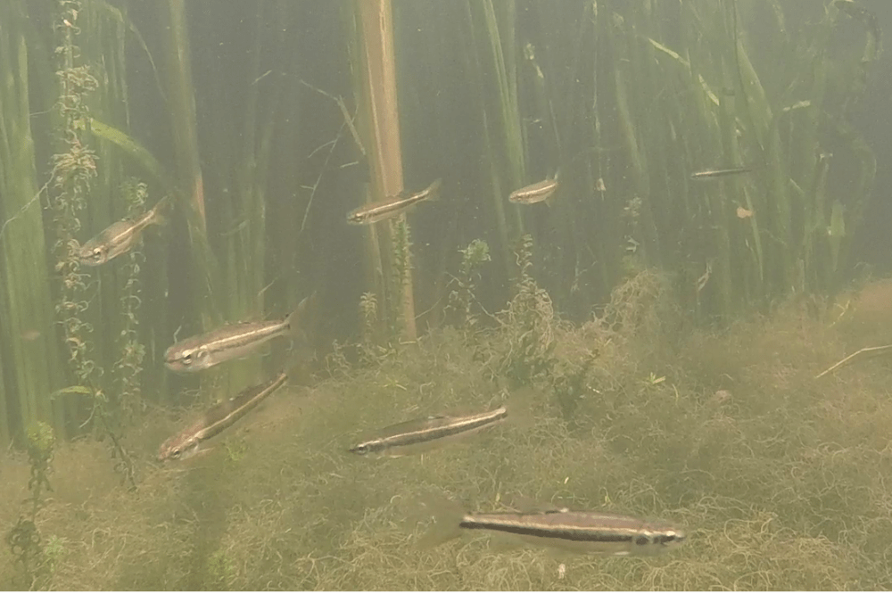 Image accompanying Popular Science's report on stickleback behavior in murky water - popsci.com