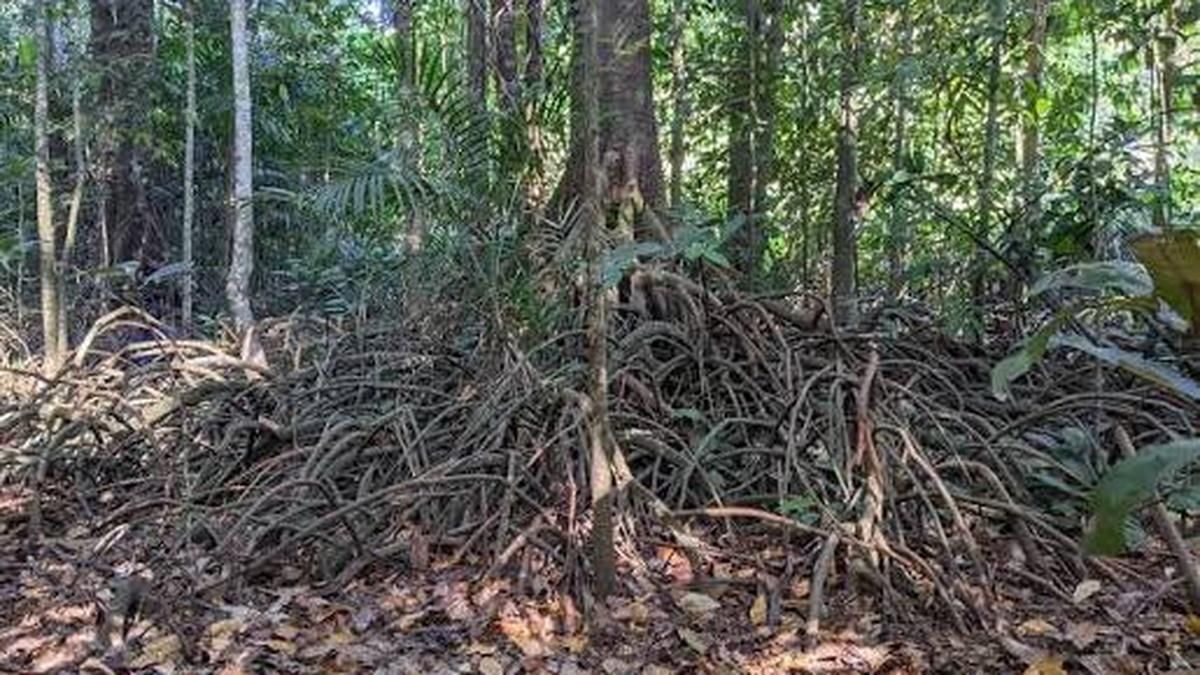 Image accompanying The Hindu's report on rare freshwater swamps in the Western Ghats. - thehindu.com