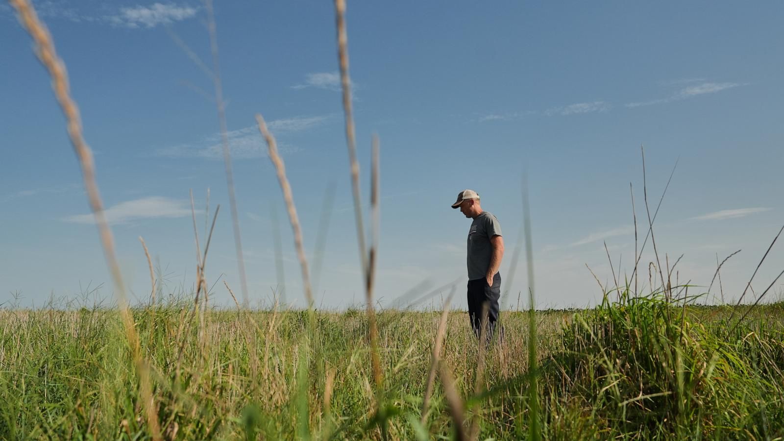 David Mueller stands in his Kernza field at his farm in Halstead, Kansas, on July 28, 2026. - AP Photo/Joshua A. Bickel
