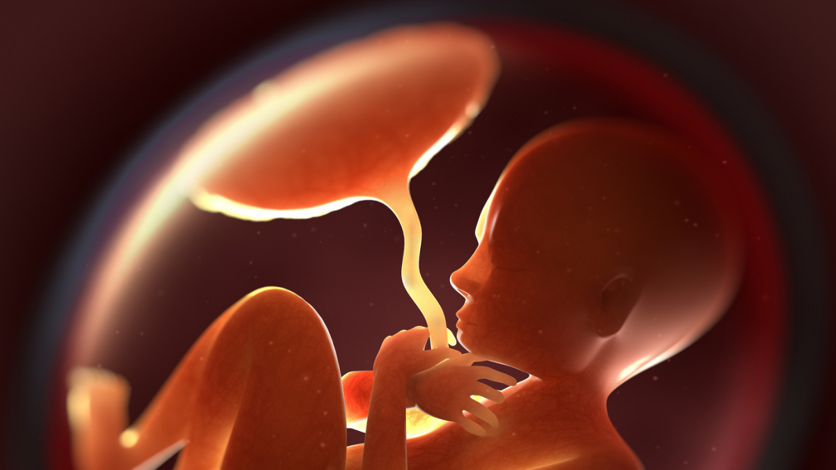 Illustration of prenatal exposure to plastic chemicals through the placenta - sciencealert.com