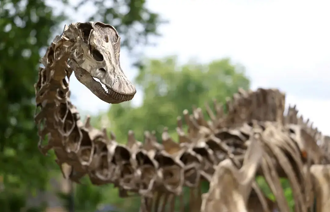 A full-size bronze replica of a Diplodocus dinosaur skeleton at the Natural History Museum in London. - Reuters/File