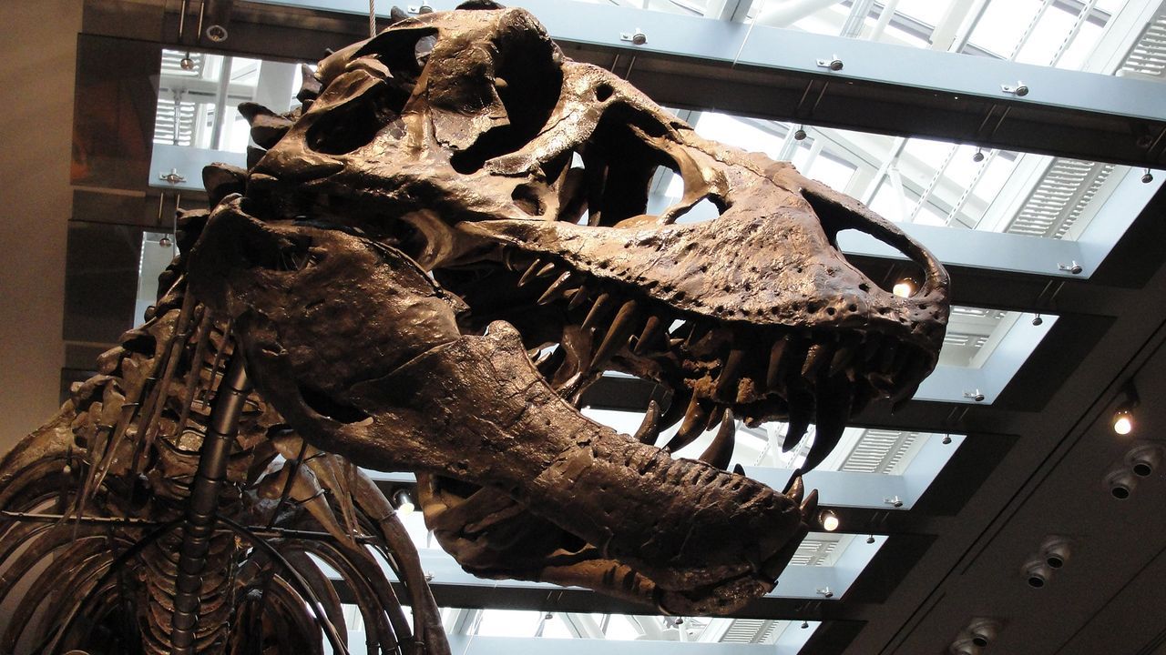 Samples were taken from the teeth of Thomas the Tyrannosaurus rex at the Natural History Museum of Los Angeles County. - Dinosaur Institute, Natural History Museum of Los Angeles County