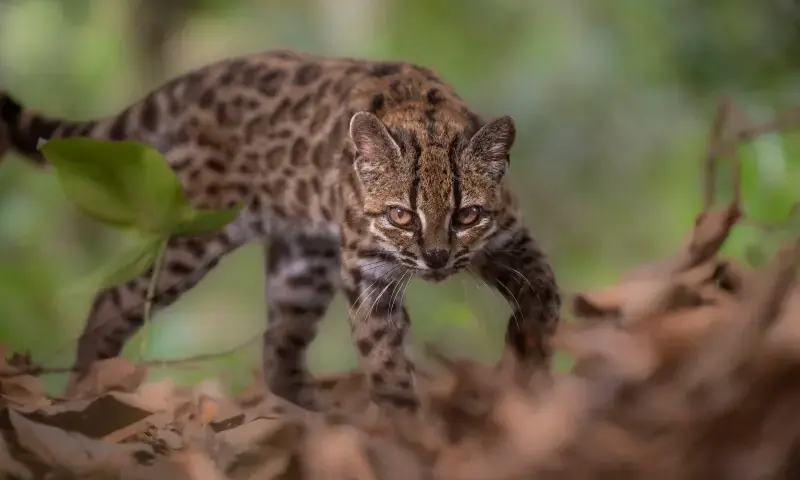 A Leopardus tilcayo cat walks at the Senda Verde animal refuge in Bolivia’s Yungas region on September 1, 2026. - Reuters