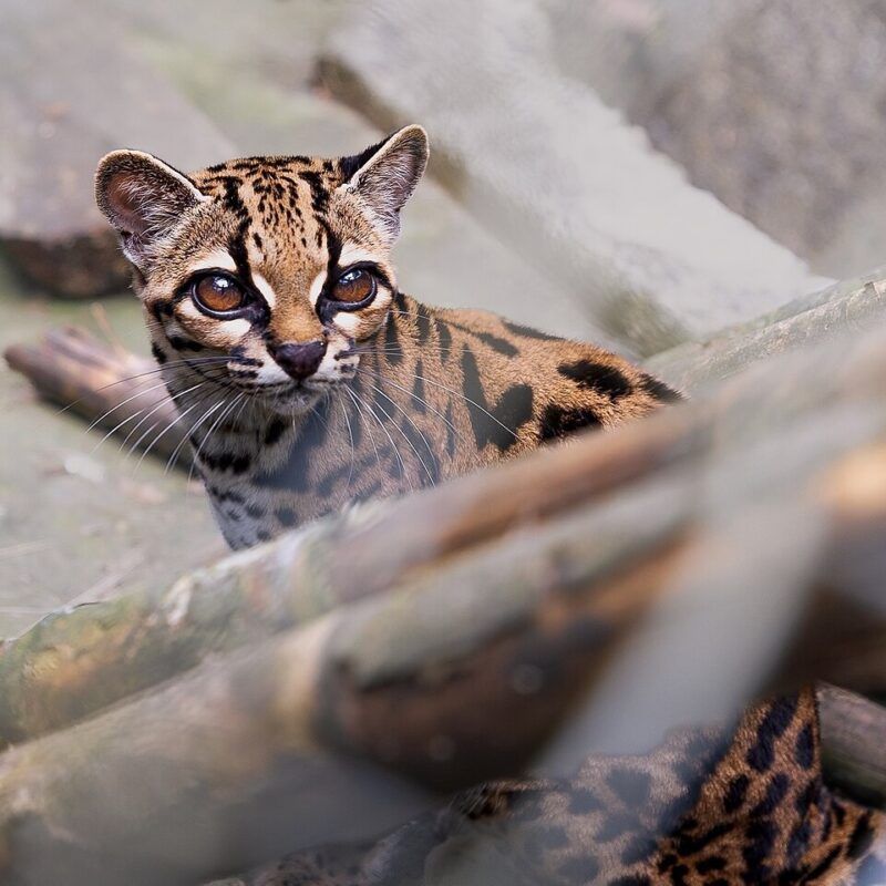 Leopardus tilcayo at a wildlife refuge in Bolivia’s Yungas region - Alessandro Verniani/Wikimedia Commons