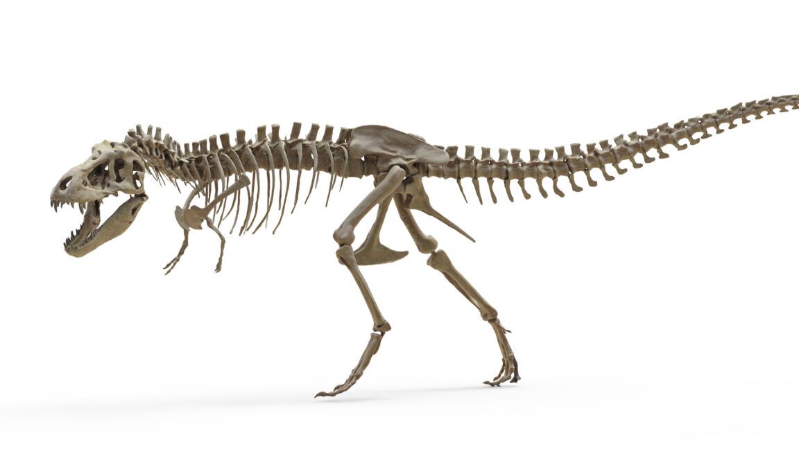 Illustration of a Tyrannosaurus rex accompanying research on its body temperature - arstechnica.com