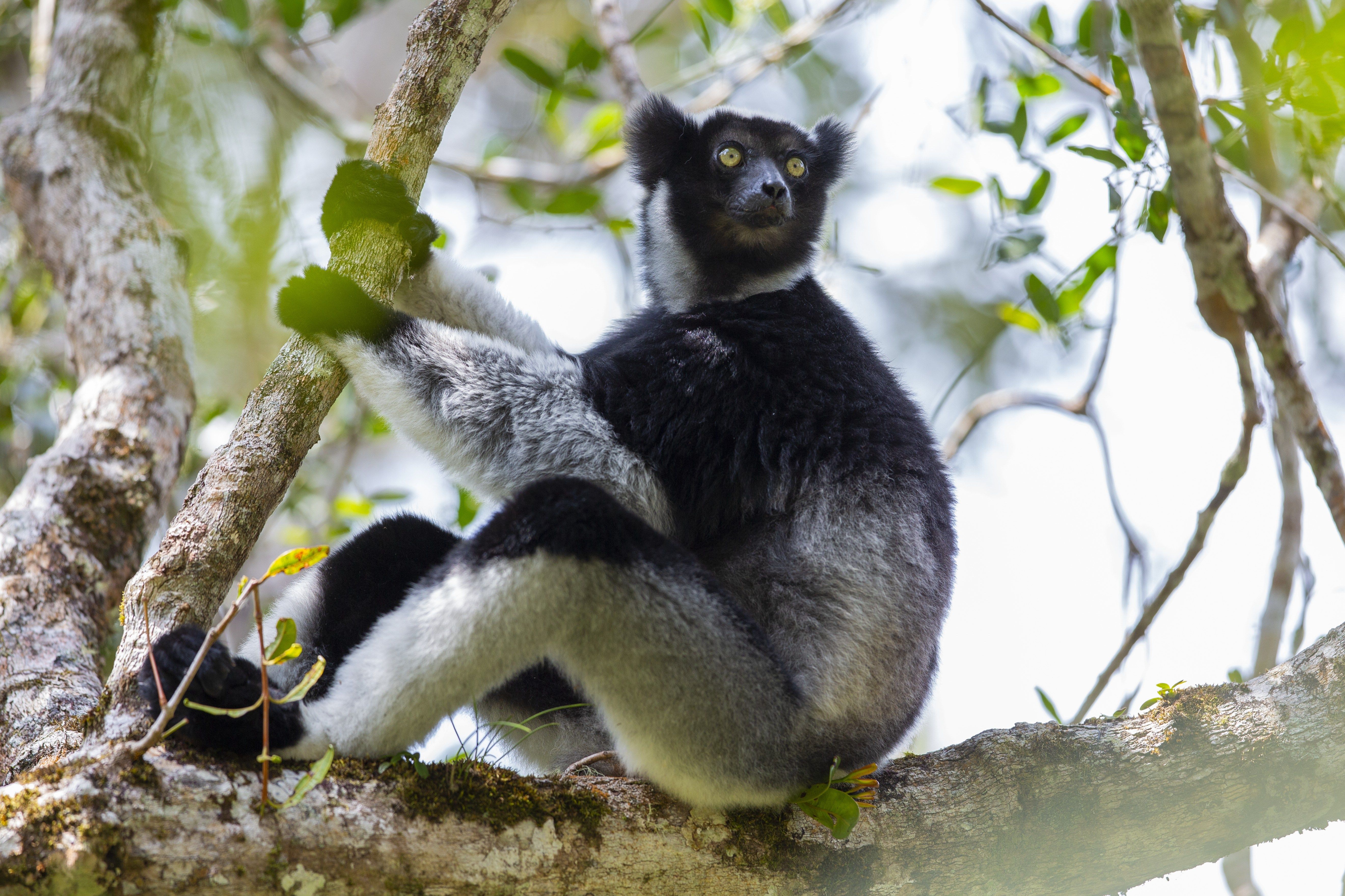 An indri, Madagascar’s singing lemur, in a forest setting - popsci.com