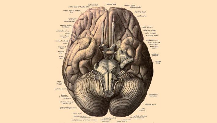 An anatomical illustration of the human brain accompanying the Stanford-led study - sci.news