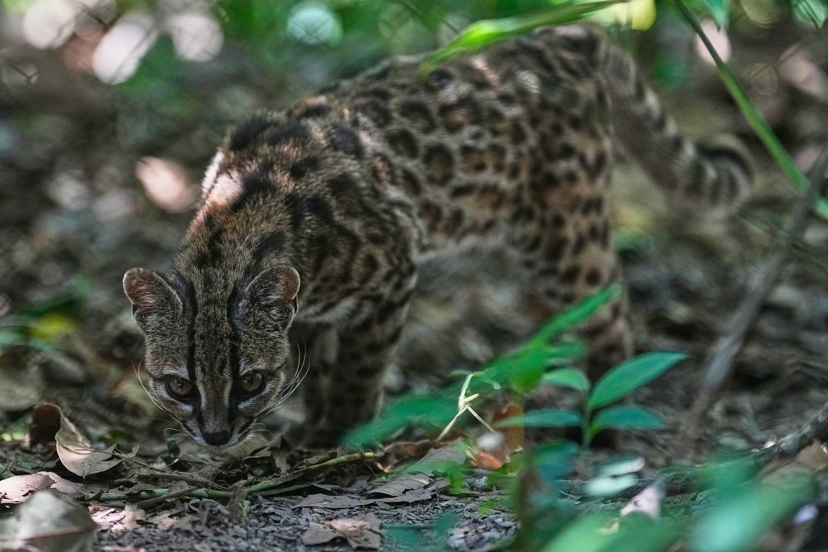 The small spotted wild cat identified as Leopardus tilcayo at Senda Verde Wildlife Sanctuary in Bolivia’s Yungas region - Juan Karita/AP