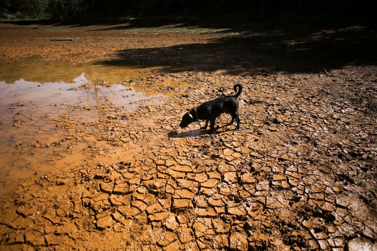 A dog walks across cracked ground at Colombia’s dried-up Guarne Lagoon during drought conditions linked to El Niño. - Reuters/Juan David Duque