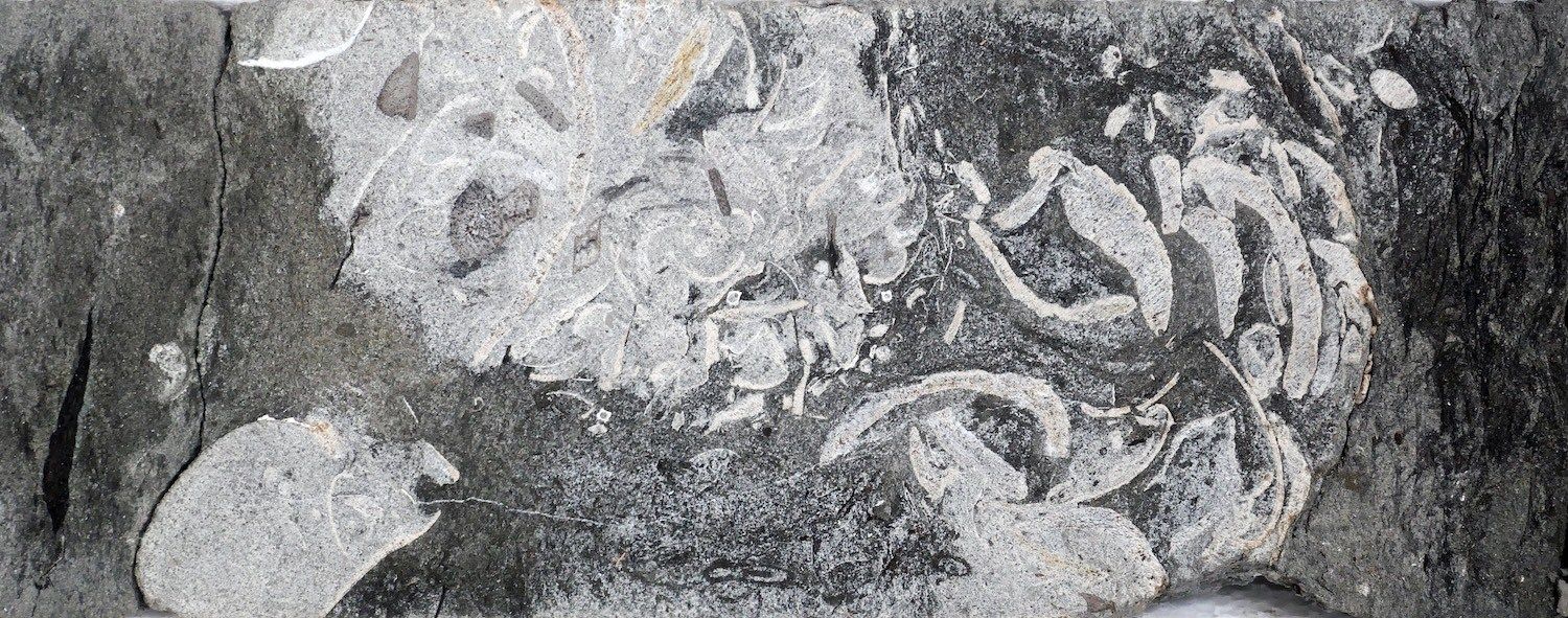 Drill-core material containing shells and plant remains interpreted as fossilized plesiosaur vomit. - Dirk Knaust