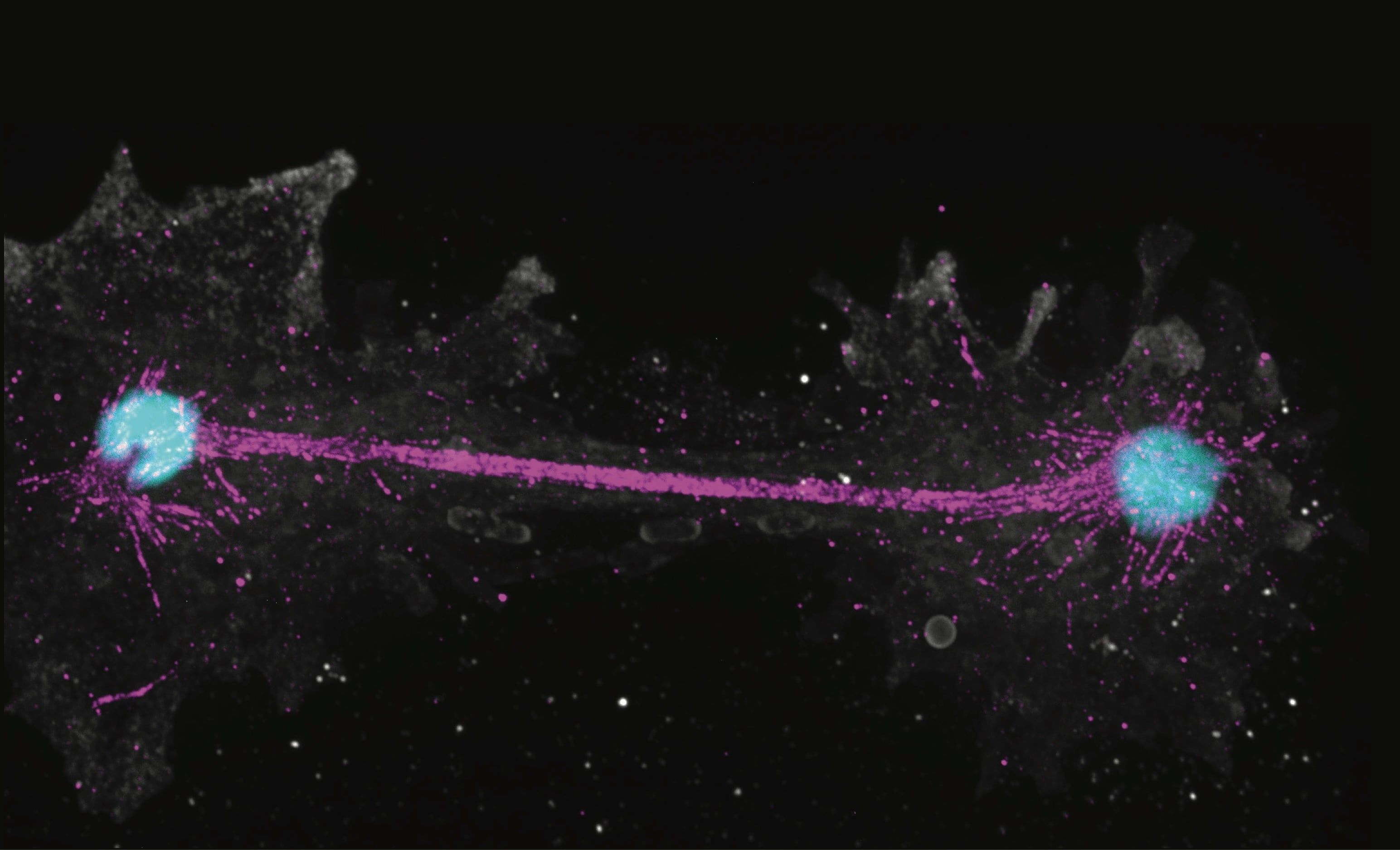 Microscope image of Incendiamoeba cascadensis dividing at 63°C; DNA is blue, tubulin is pink and the membrane is gray. - Felix Mikus / El País