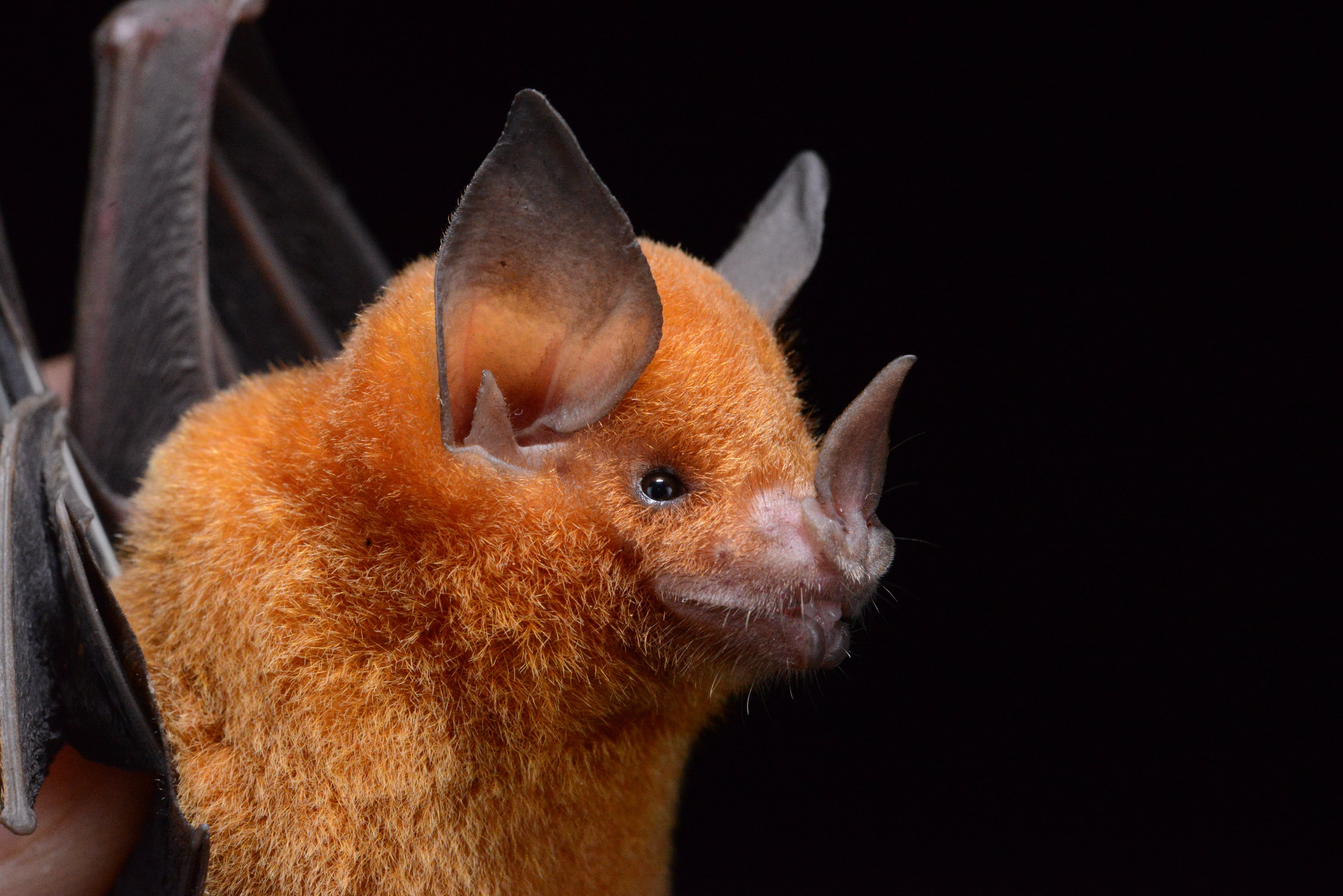 Niceforo's big-eared bat (Trinycteris nicefori), a species whose genome contributed to the study’s bat family tree. - Burton Lim
