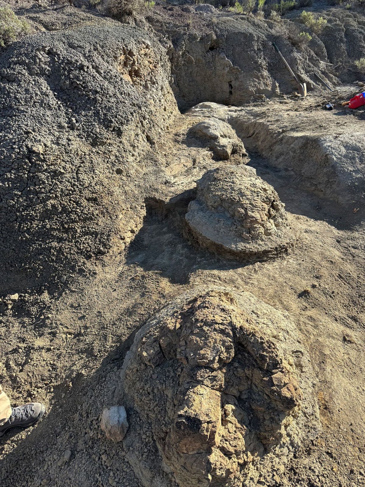 Footprints reported as the first known adult T. rex trackway, found in North Dakota’s Hell Creek Formation - Kent Hups/Denver Museum of Nature & Science via CNN Newsource