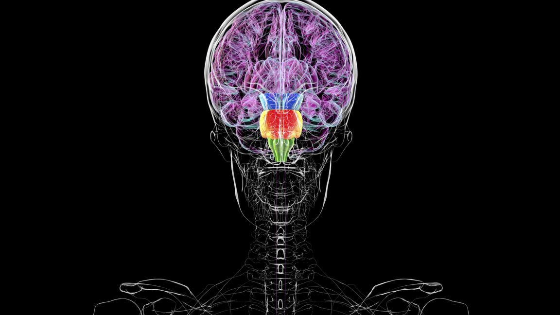 Illustration showing that the hindbrain develops a distinct fate while the forebrain accounts for most of the mature brain’s volume. - KATERYNA KON/SCIENCE PHOTO LIBRARY