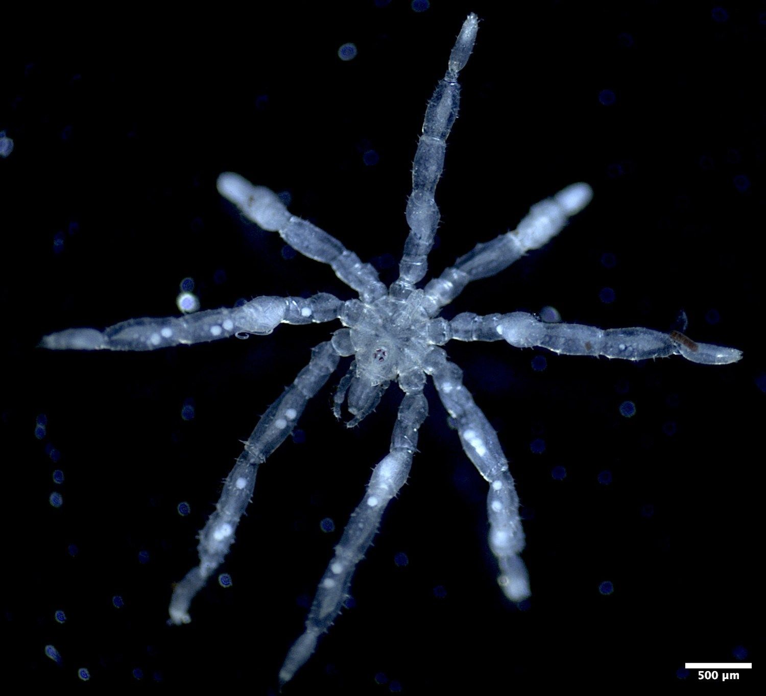 A newly identified hairy-legged sea spider from the Salish Sea - popsci.com