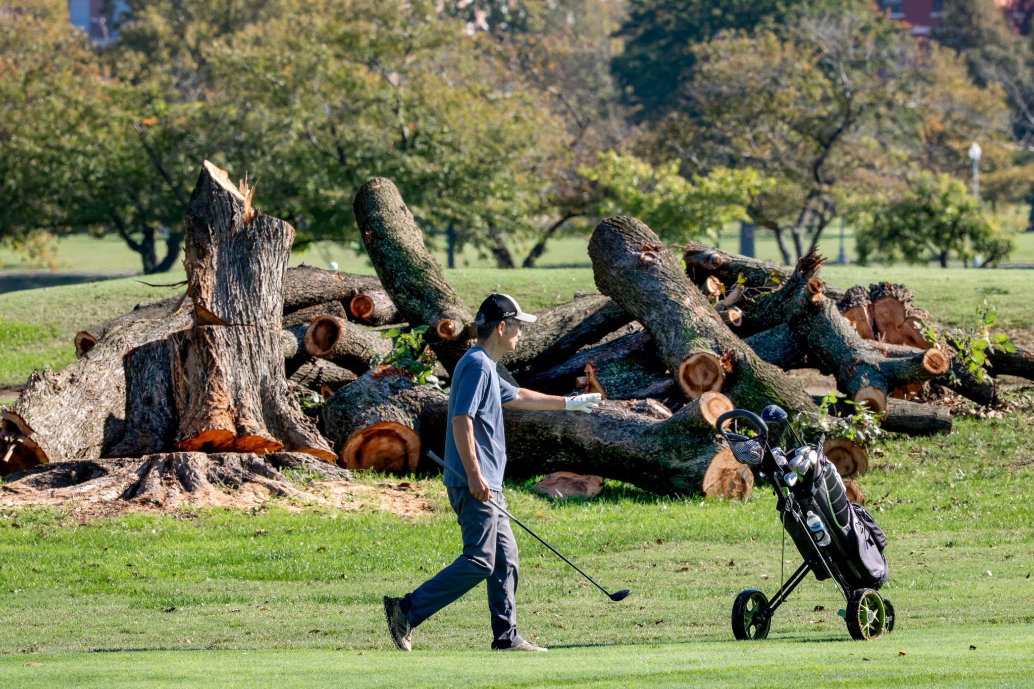 A golfer walks near log sections cut from trees at the East Potomac Golf Links, in Washington, Tuesday, Oct. 13, 2026. - fortune.com